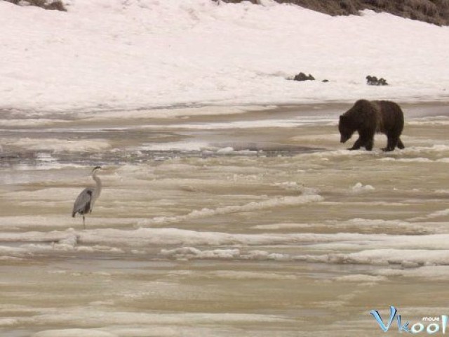 Xem Phim Cuộc Chiến Sinh Tồn - Bbc: Yellowstone - Battle For Life - Vkool.Net - Ảnh 3