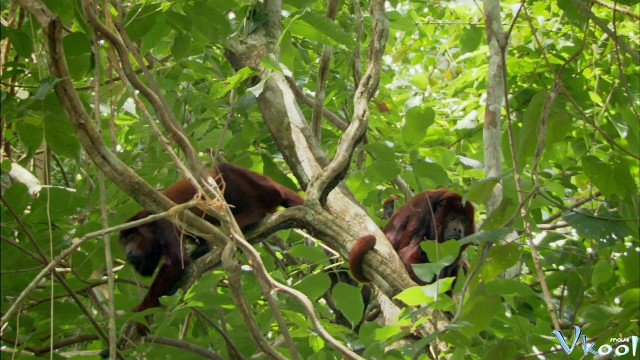 Xem Phim Thiên Nhiên Hoang Dã Châu Mỹ La Tinh - Wildest Latin America - Vkool.Net - Ảnh 2