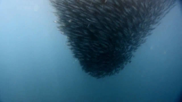 Xem Phim Cuộc Sống Bầy Đàn Trong Tự Nhiên - Bbc Swarm: Nature's Incredible Invasions - Vkool.Net - Ảnh 2