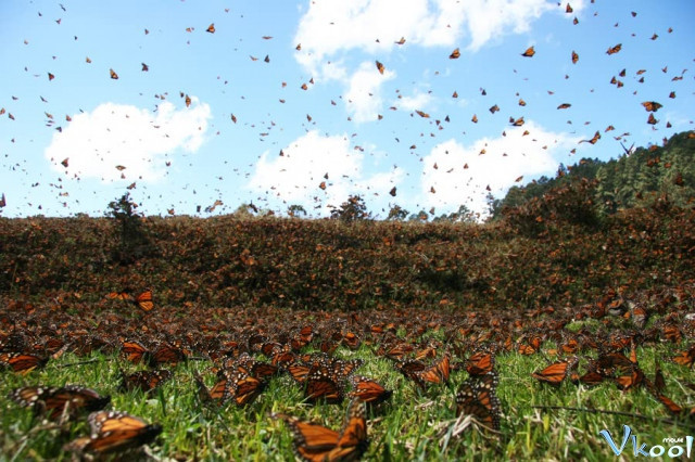 Xem Phim Cuộc Di Cư Của Loài Bướm - Imax - Flight Of The Butterflies - Vkool.Net - Ảnh 4