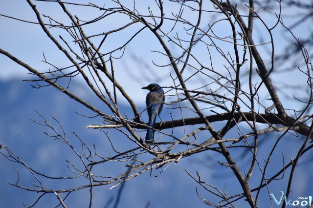 Xem Phim Những Người Yêu Chim - Birders - Vkool.Net - Ảnh 2