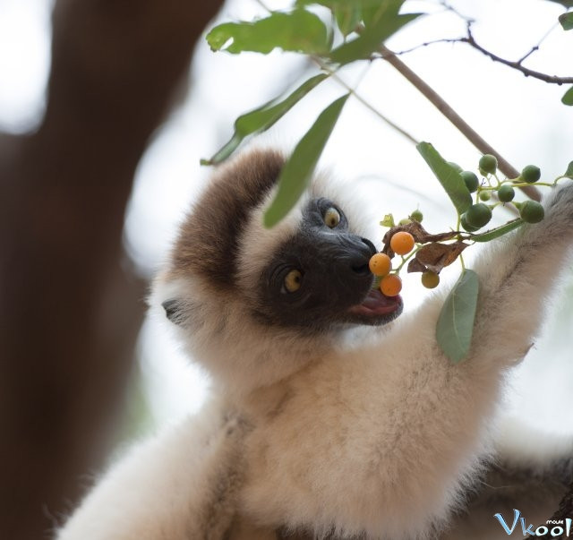 Xem Phim Đảo Vượn Cáo - Island Of Lemurs: Madagascar - Vkool.Net - Ảnh 2