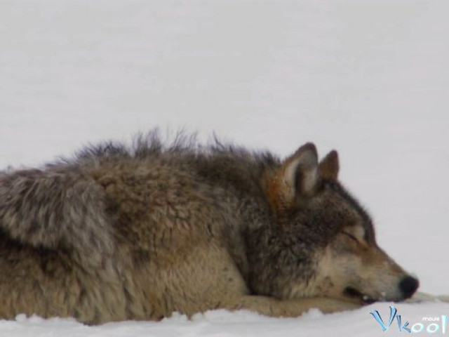 Xem Phim Cuộc Chiến Sinh Tồn - Bbc: Yellowstone - Battle For Life - Vkool.Net - Ảnh 2