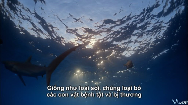 Xem Phim Các Sinh Vật Sống Ngoài Biển - Imax - Ocean Oasis - Vkool.Net - Ảnh 2